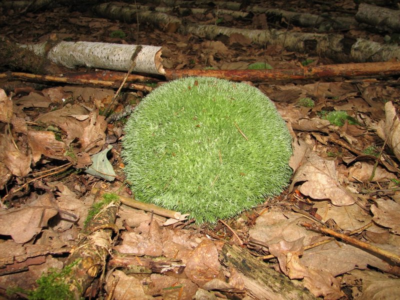 Leucobryum glaucum